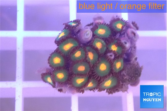 Zoanthus orange green 1-2 cm WYSIWYG acclimaté