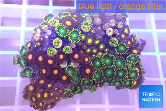 Zoanthus mixed color 3-4 cm WYSIWYG acclimaté