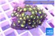 Zoanthus vert 2-3 cm WYSIWYG acclimaté