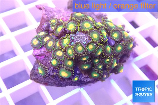 Zoanthus vert 2-3 cm WYSIWYG acclimaté