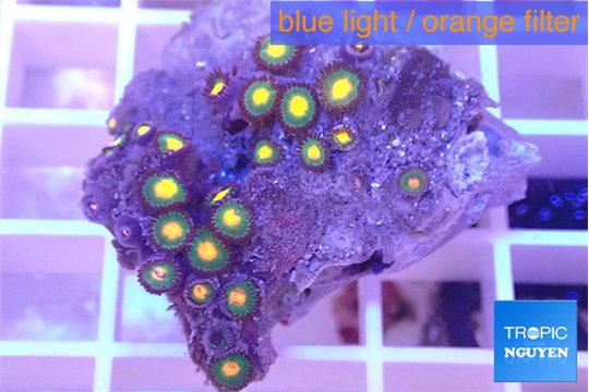 Zoanthus orange green 2-4 cm WYSIWYG acclimaté