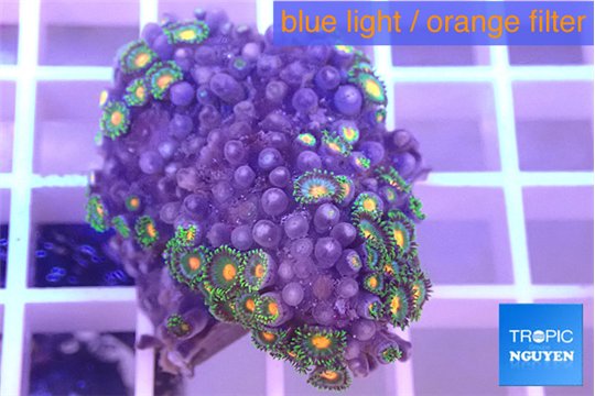 Zoanthus orange green 2-4 cm WYSIWYG acclimaté