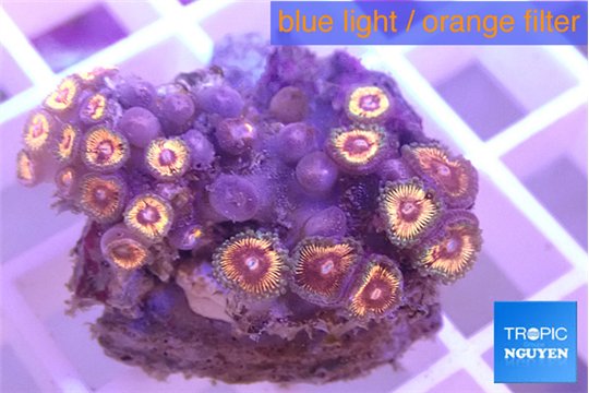 Zoanthus red 2-4 cm WYSIWYG acclimaté