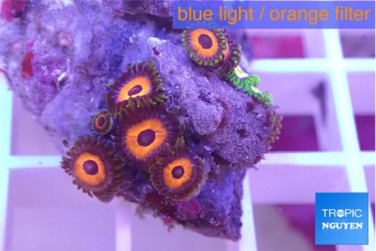 Zoanthus red loop 1 -2 cm WYSIWYG acclimaté