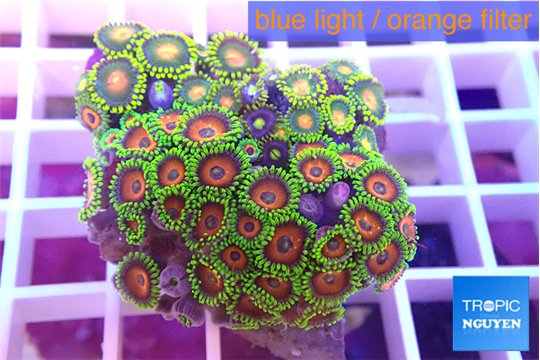 Zoanthus mixed color 3-4 cm WYSIWYG acclimaté