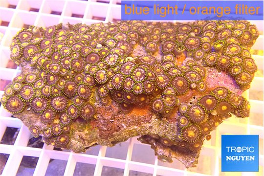 Zoanthus orange 8-11 cm WYSIWYG acclimaté