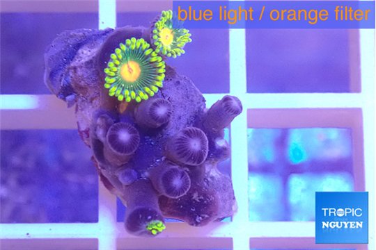 Zoanthus green 1 cm WYSIWYG acclimaté