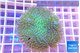 Sarcophyton greeny & long polyps 7-12 cm WYSIWYG acclimaté