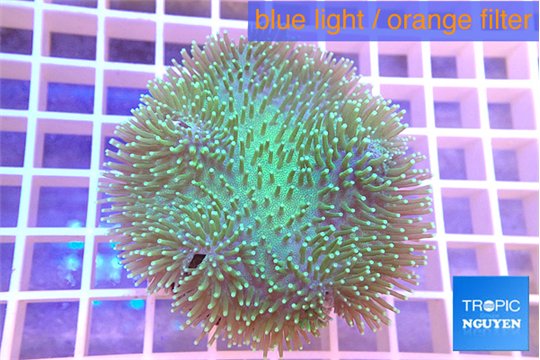 Sarcophyton greeny & long polyps 7-12 cm WYSIWYG acclimaté