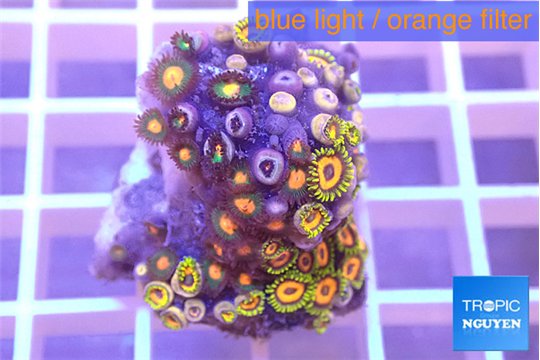 Zoanthus mixed color 2-3 cm WYSIWYG acclimaté