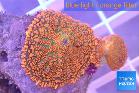 Rhodactis red blue superman 2 polyps WYSIWYG acclimaté