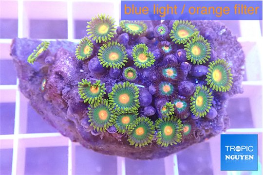 Zoanthus green & orange 3-5 cm WYSIWYG acclimaté