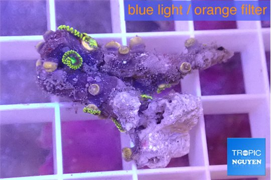 Zoanthus green 1-2 cm WYSIWYG acclimaté