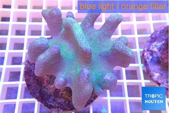 Lobophytum 7-12 cm WYSIWYG acclimaté