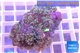 Ricordea yuma red purple 4-5 polyps WYSIWYG acclimaté