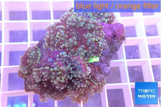 Ricordea yuma red purple 4-5 polyps WYSIWYG acclimaté