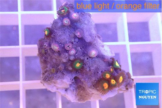 Zoanthus orange 1-2 cm WYSIWYG acclimaté