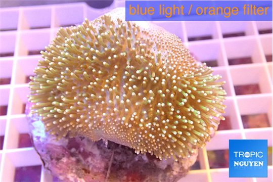 Sarcophyton & long white polyps 5-9 cm WYSIWYG acclimaté