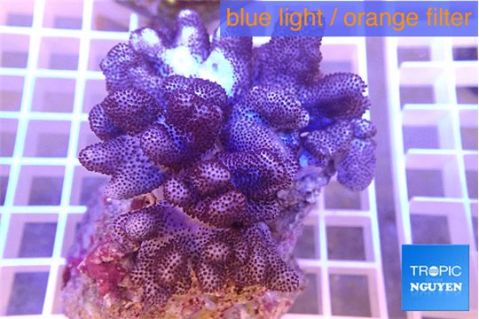 Cladiella short finger 4-7 cm WYSIWYG acclimaté