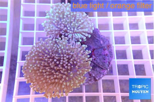 Sarcophyton multi body & long white polyps 7-14 cm WYSIWYG acclimaté