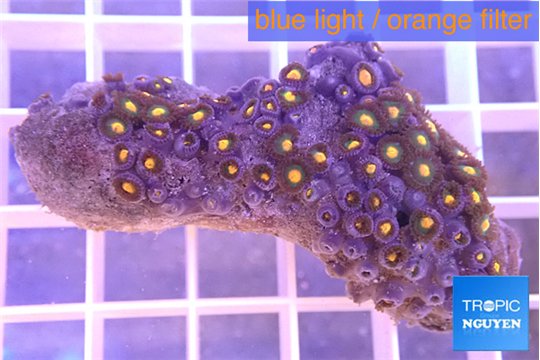 Zoanthus orange 3-4 cm WYSIWYG acclimaté