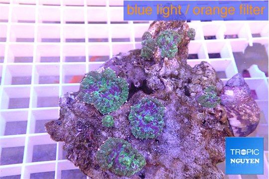 Rhodactis purple green 4-5 polyps WYSIWYG acclimaté