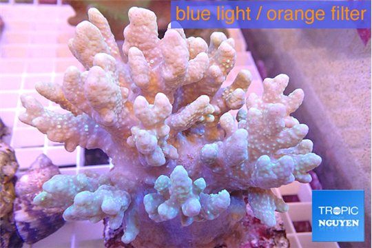 Sinularia short finger 7-11 cm WYSIWYG acclimaté