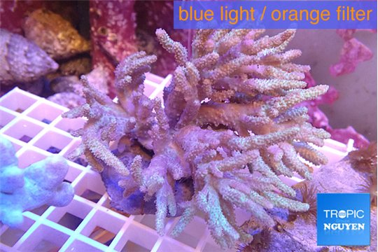 Sinularia long finger 11-18 cm WYSIWYG acclimaté