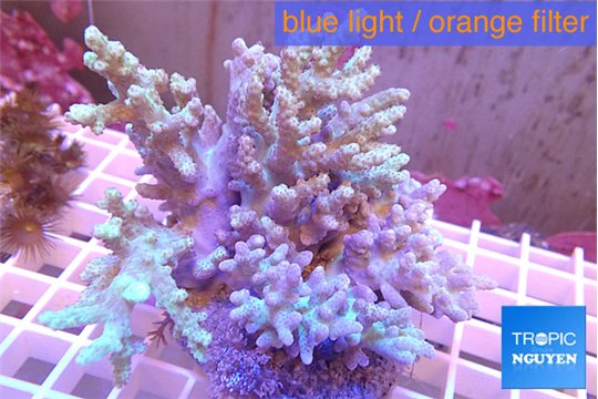 Sinularia long finger 11-18 cm WYSIWYG acclimaté