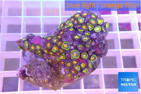 Zoanthus orange 3-5 cm WYSIWYG acclimaté