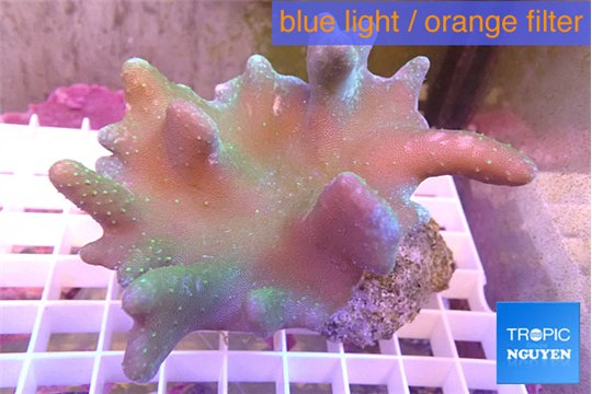 Lobophytum short finger 7-12 cm WYSIWYG acclimaté