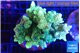 Acropora golden green 7-11 cm WYSIWYG acclimaté