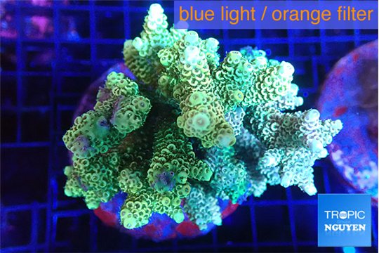 Acropora golden green 7-11 cm WYSIWYG acclimaté