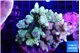 Acropora golden green 7-11 cm WYSIWYG acclimaté