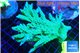 Acropora green ice 6-8 cm WYSIWYG acclimaté