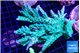 Acropora green ice 6-8 cm WYSIWYG acclimaté
