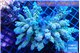 Acropora Walt Disney 7-11 cm WYSIWYG acclimaté
