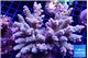Acropora Walt Disney 7-11 cm WYSIWYG acclimaté