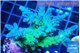 Acropora green blue Fijii 4-6 cm WYSIWYG acclimaté