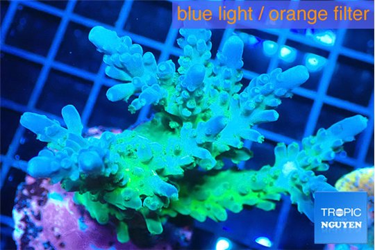 Acropora green blue Fijii 4-6 cm WYSIWYG acclimaté