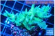 Seriatopora hystrix golden 4-6 cm WYSIWYG acclimaté