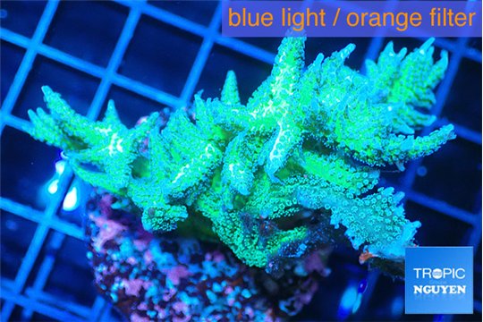 Seriatopora hystrix golden 4-6 cm WYSIWYG acclimaté