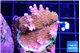 Acropora rainbow 3-5 cm WYSIWYG acclimaté