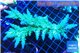 Acropora green ice 9-14 cm WYSIWYG acclimaté