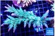 Acropora green ice 9-14 cm WYSIWYG acclimaté