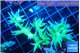Seriatopora hystrix golden 3-5 cm WYSIWYG acclimaté