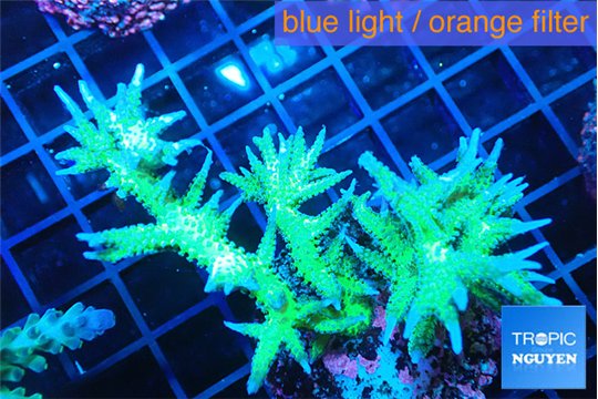 Seriatopora hystrix golden 3-5 cm WYSIWYG acclimaté