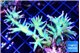 Seriatopora hystrix golden 3-5 cm WYSIWYG acclimaté