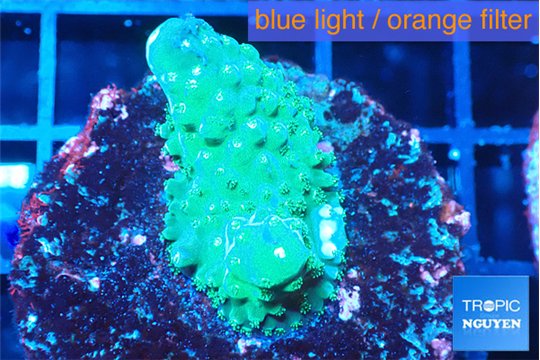 Acropora humilis green purple Fijii 2-4 cm WYSIWYG acclimaté