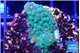 Acropora humilis green purple Fijii 2-4 cm WYSIWYG acclimaté